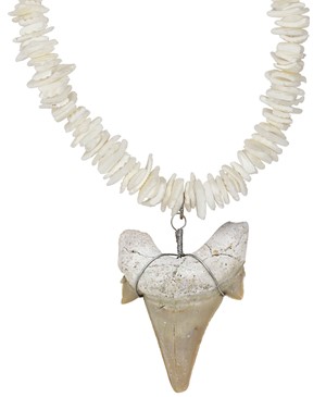White Chip Shell With Extra Large Shark Tooth Necklace
